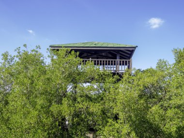 doğal mangrov izlemek için ormandaki kule 