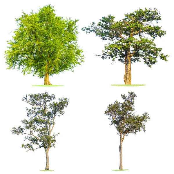 Árbol verde aislado en blanco —  Fotos de Stock