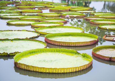 Victoria nilüfer gölet üzerinde