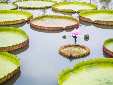 Victoria nilüfer gölet üzerinde