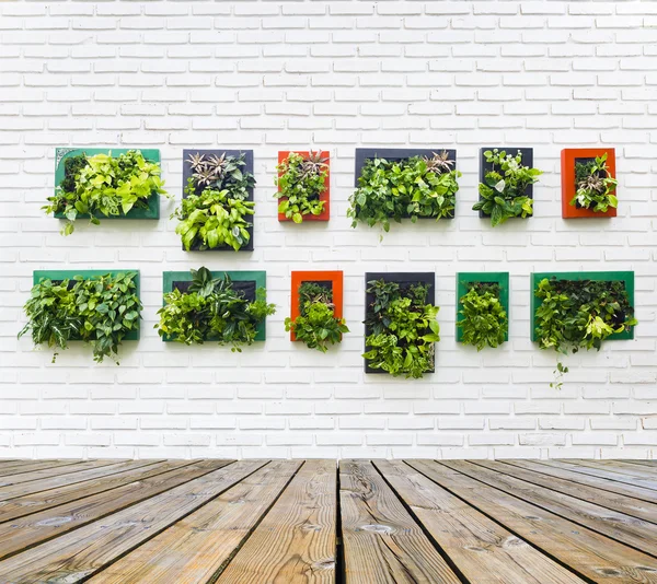 Verticale tuin op witte bakstenen muur — Stockfoto