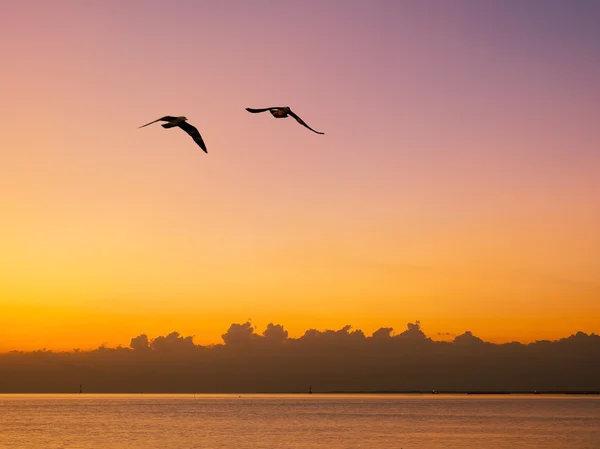 Meeuwen vliegen over de zee — Stockfoto