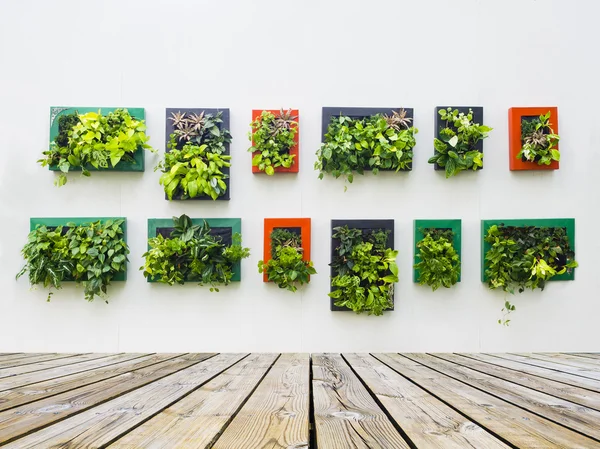Dekorierte Wand durch vertikale Bepflanzung — Stockfoto