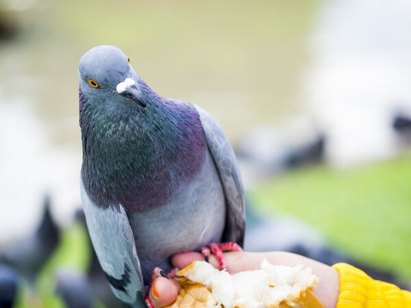 close up of single pigeon on nature