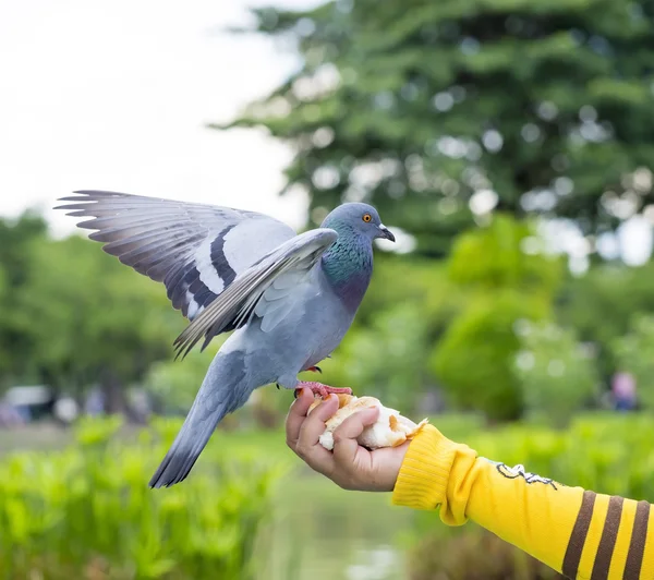 Uccello piccione nel parco — Foto Stock