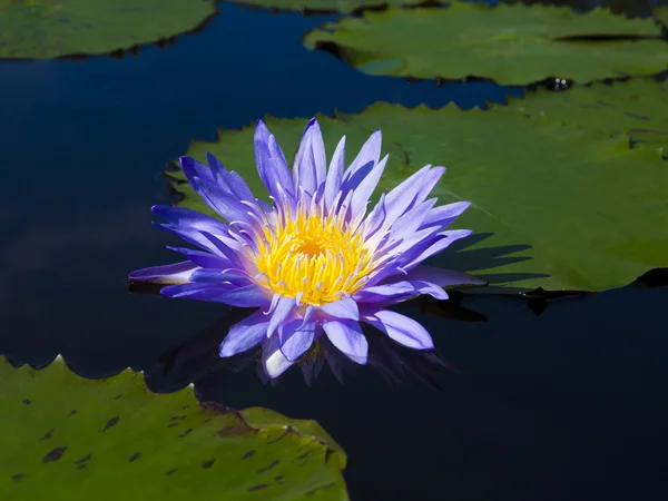 Lotus flower and leaf on pond — Stock Photo, Image