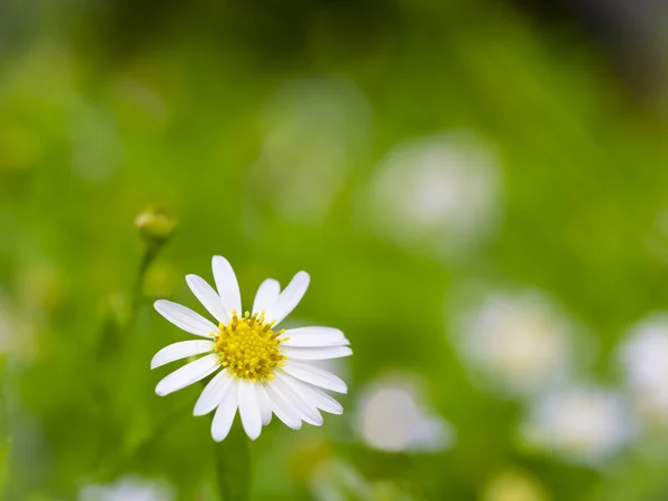 Den hvide daisy på grøn natur - Stock-foto