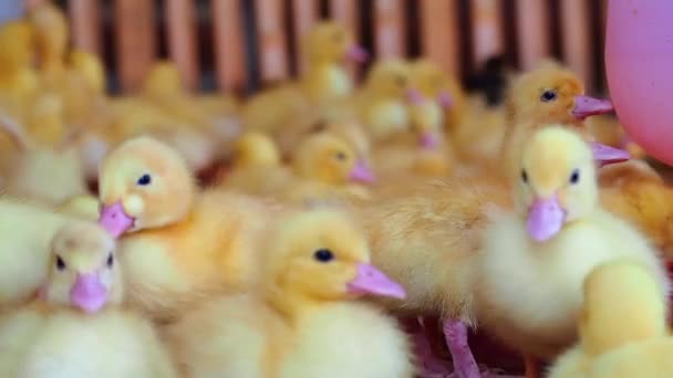 Many little yellow ducklings — Stock Video