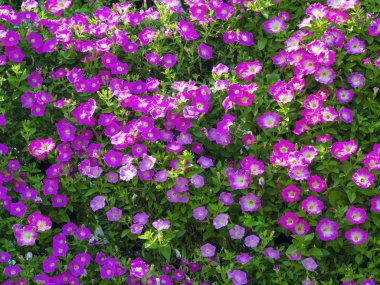 Dikey duvara dekore edilmiş taze çiçekler