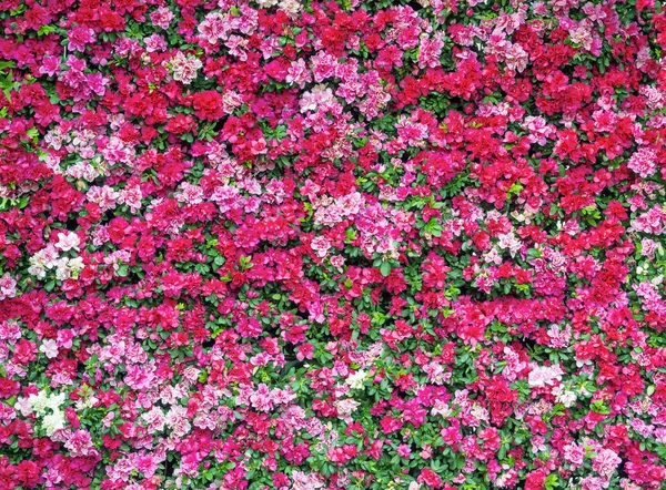 Flores magenta patrón fondo —  Fotos de Stock