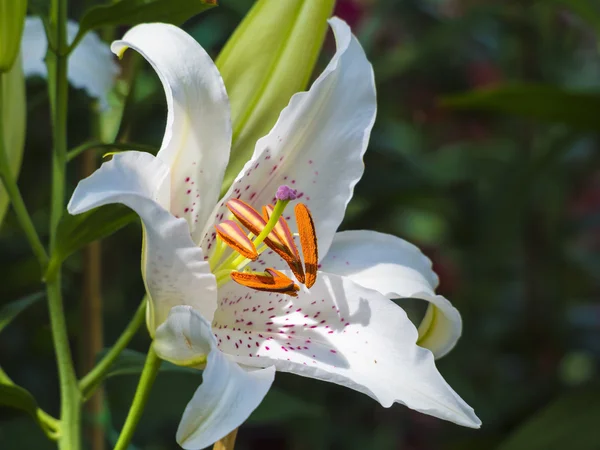 Белый цветок лилии на природе — стоковое фото