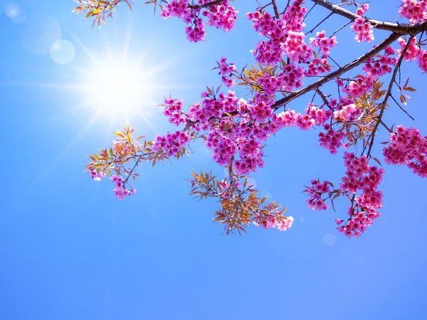 Rosafarbene Kirschblüte am blauen Himmel — Stockfoto