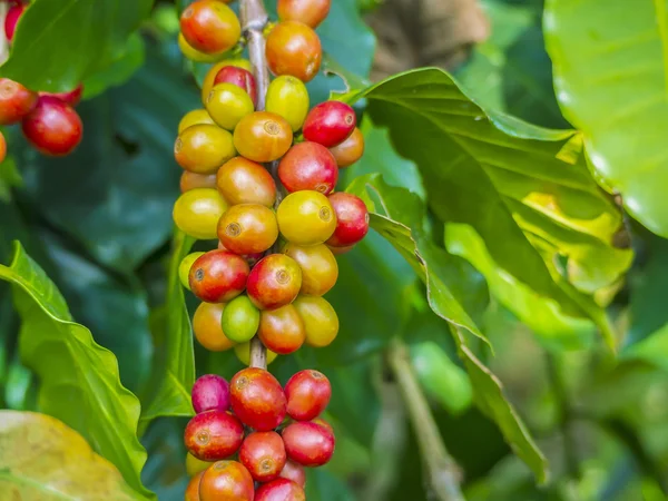 Красные кофейные зёрна на ветке кофейного дерева, спелые и незрелые — стоковое фото