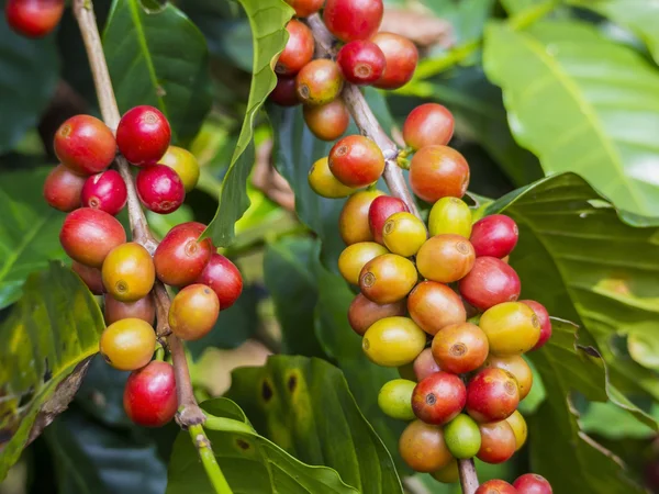 Chicchi di caffè rosso su un ramo di albero del caffè, maturi e acerbi ber — Foto Stock