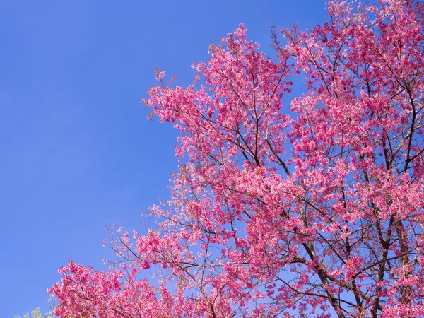 树枝上的粉红色的樱桃花开花 — 图库照片