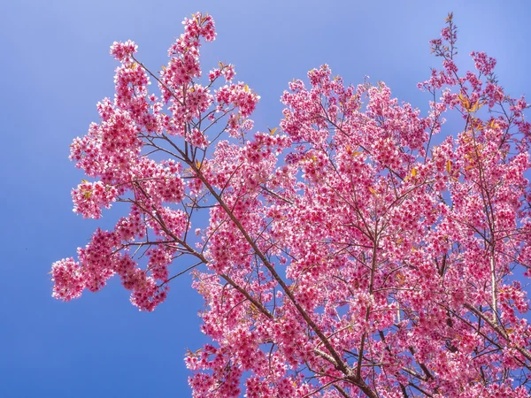 Rosafarbene Kirschblüten blühen am Zweig — Stockfoto