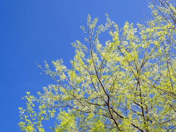 Fiori di ciliegio bianchi fioriscono su ramo — Foto Stock