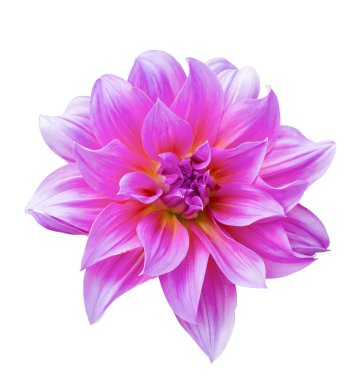 izole güzel dahlia çiçeği