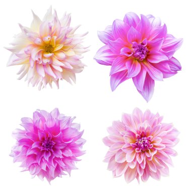 izole güzel dahlia çiçeği