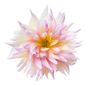 izole güzel dahlia çiçeği