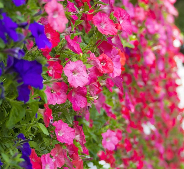 Colorful flowers in vertical wall — Stock Photo, Image