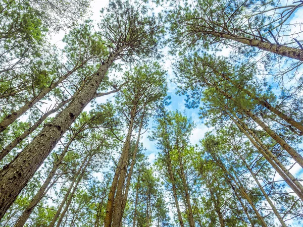 Alpine bomen in het bos — Stockfoto