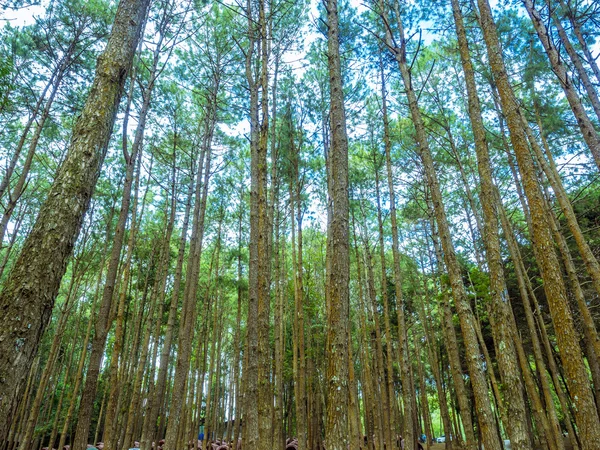 Alpine trees in the camping site — Stock Photo, Image