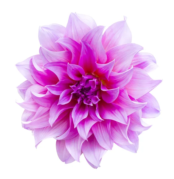 Beautiful dahlia flower isolated — Stock Photo, Image