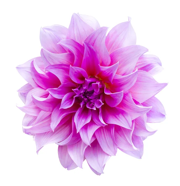 Mooie dahlia bloem geïsoleerd — Stockfoto