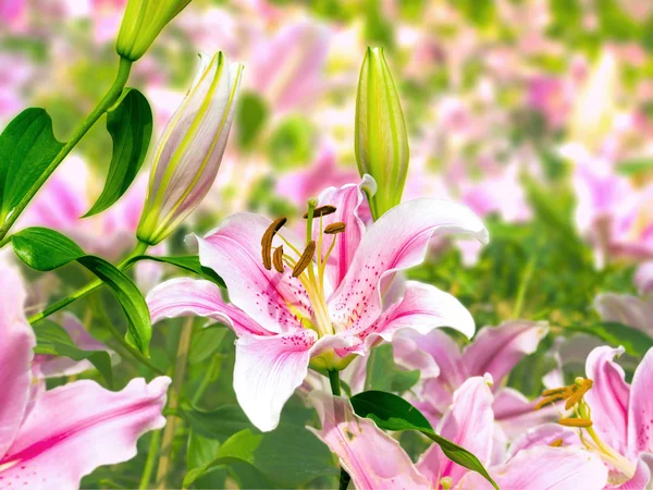 Тюльпан цветы в саду, на открытом воздухе — стоковое фото