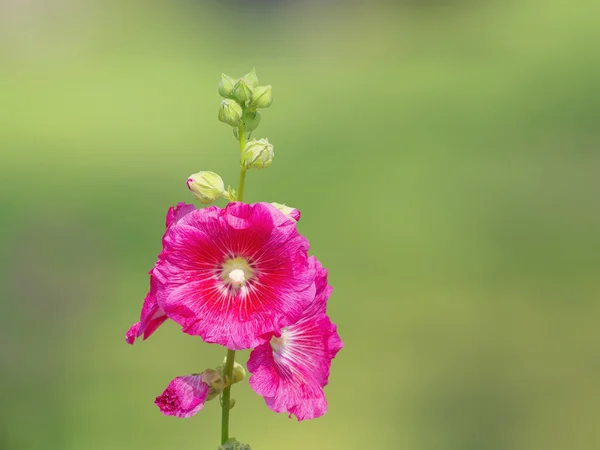 Κοντινό πλάνο όμορφα λουλούδια Hollyhock — Φωτογραφία Αρχείου