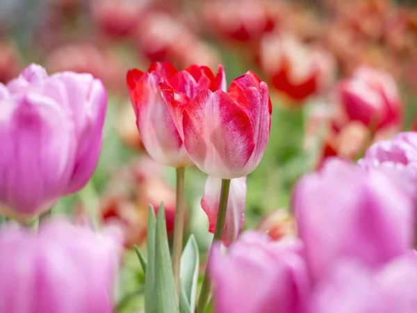 Red tulip flowers on the garden, outdoor — Stock Photo, Image