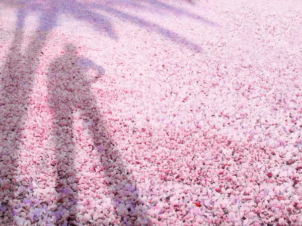 Ombra dell'uomo sul tappeto di fiori galleggiante sull'acqua — Foto Stock