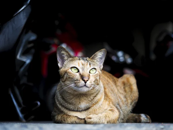 Sziámi macska ül a földön — Stock Fotó