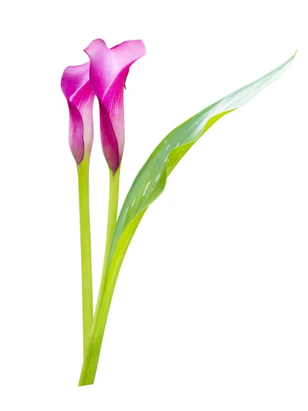 Beautiful calla lily isolated — Stock Photo, Image