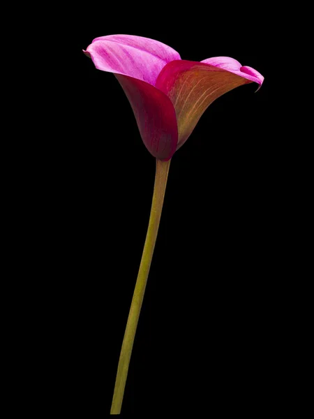 Vackra calla lily isolerade — Stockfoto