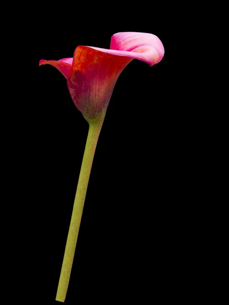 아름 다운 칼라 릴리 절연 — 스톡 사진