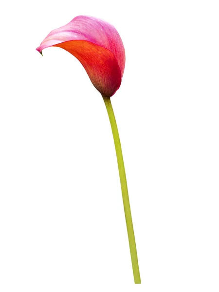 Schöne Calla Lilie isoliert — Stockfoto