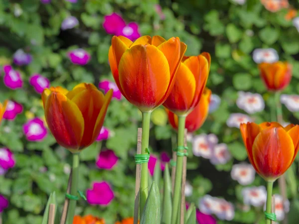 Belles fleurs sur le jardin extérieur — Photo