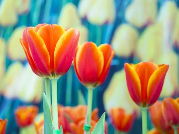 Bellissimi fiori sul giardino all'aperto — Foto Stock