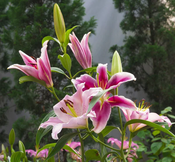 Красивые цветы на открытом саду — стоковое фото