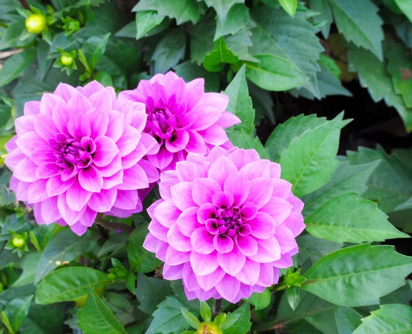Fiore fresco sul giardino — Foto Stock