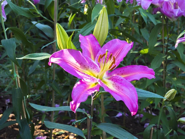Лиловый цветок в саду — стоковое фото