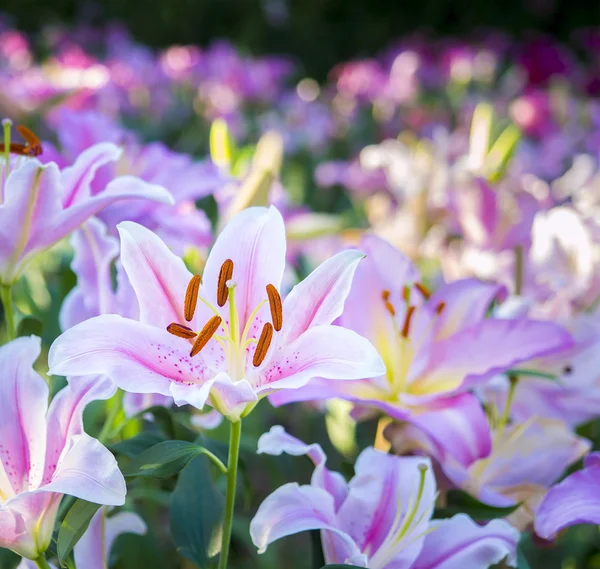 Красивая лилия в саду — стоковое фото