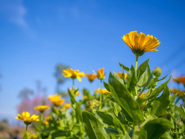 푸른 하늘에 아름 다운 꽃 — 스톡 사진