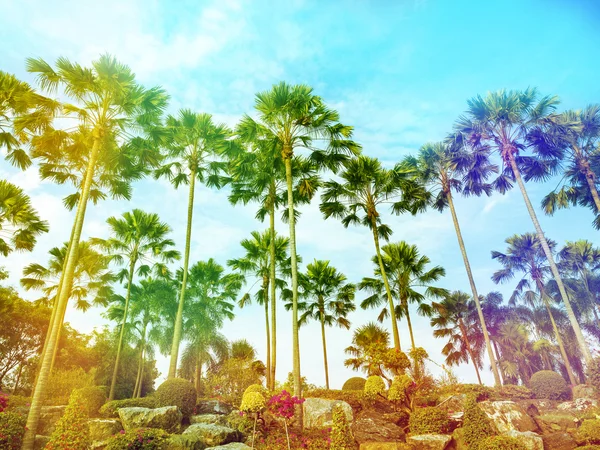 Palmeras en tropical al aire libre —  Fotos de Stock