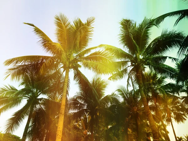 棕榈树在热带室外，vintag 风格 — 图库照片