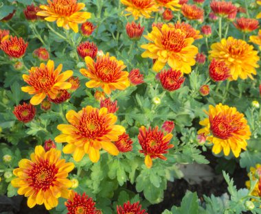 Park renkli çiçekler