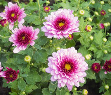 Park renkli çiçekler