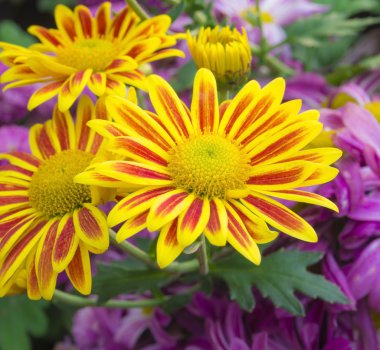 Park renkli çiçekler